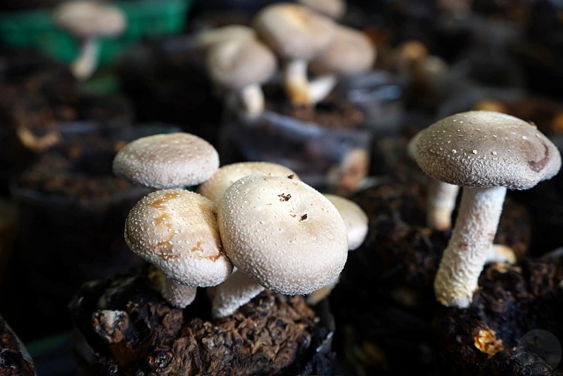 豐年靈芝菇類生態農場_蘑菇